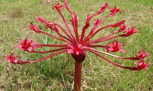 Vermiste bolplant toe nie albino